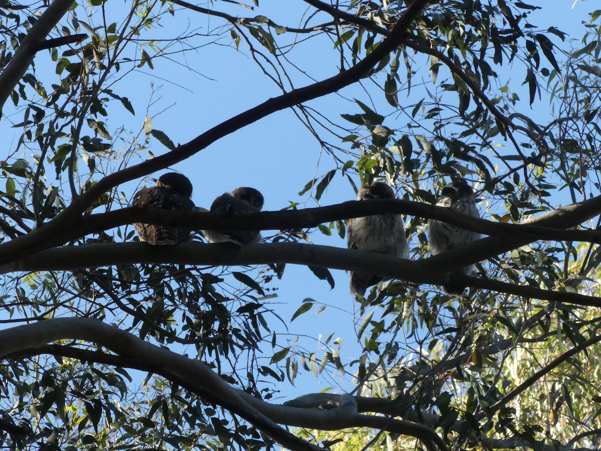 Barking Owl - ML644305075