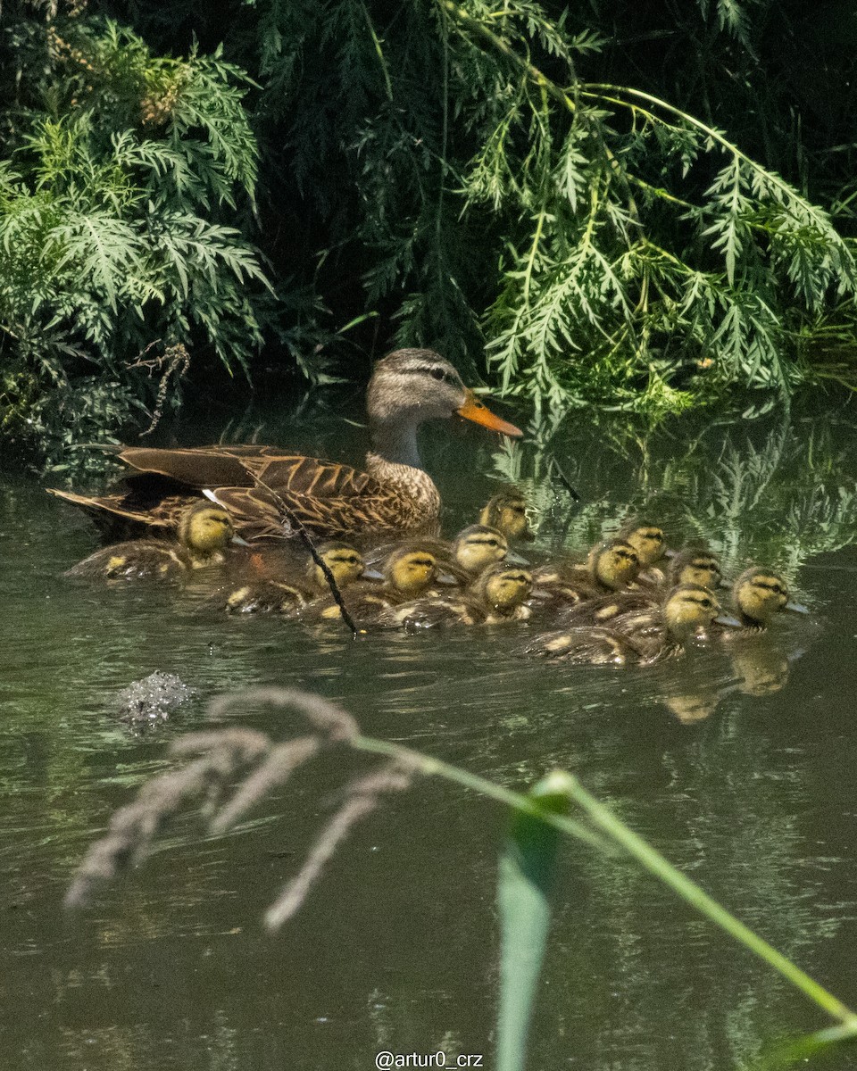 Ánade Mexicano - ML644305087