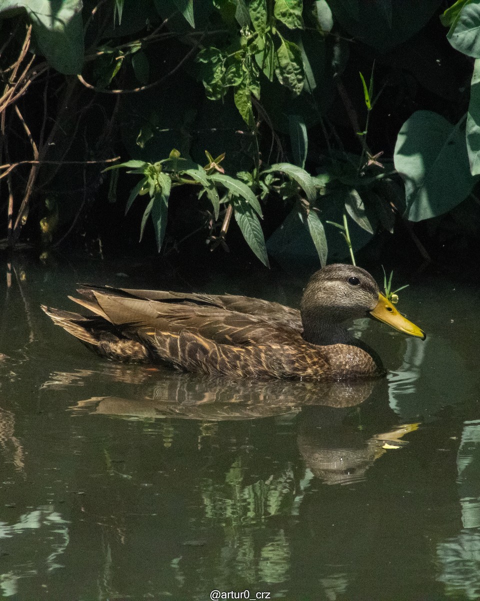 Mexican Duck - ML644305092