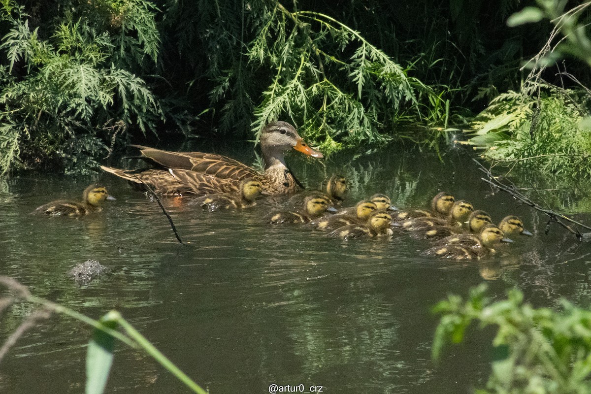 Mexican Duck - ML644305093