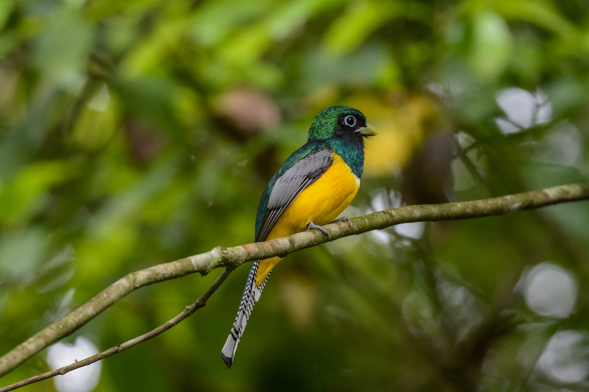 Graceful Black-throated Trogon - ML644305094