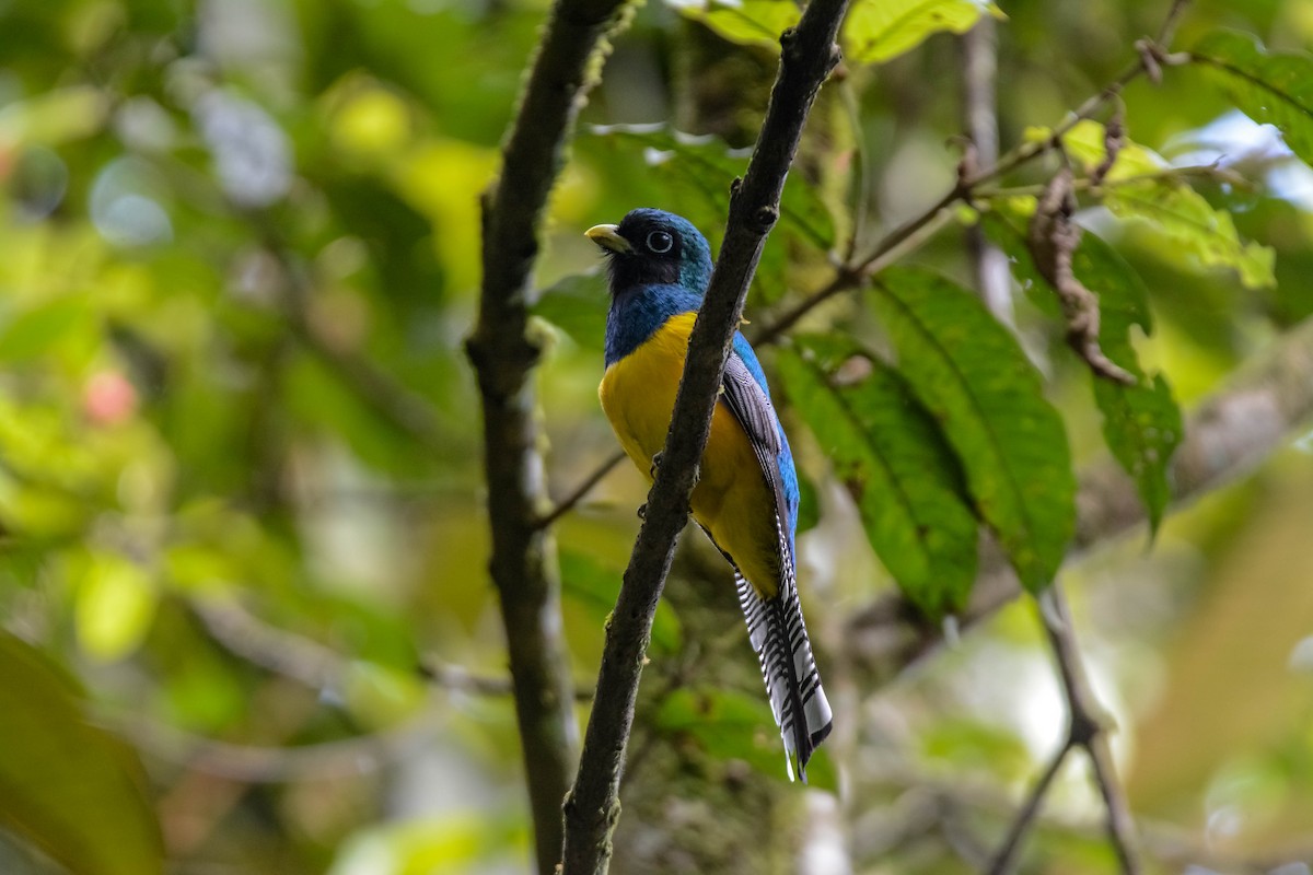 Graceful Black-throated Trogon - ML644305095