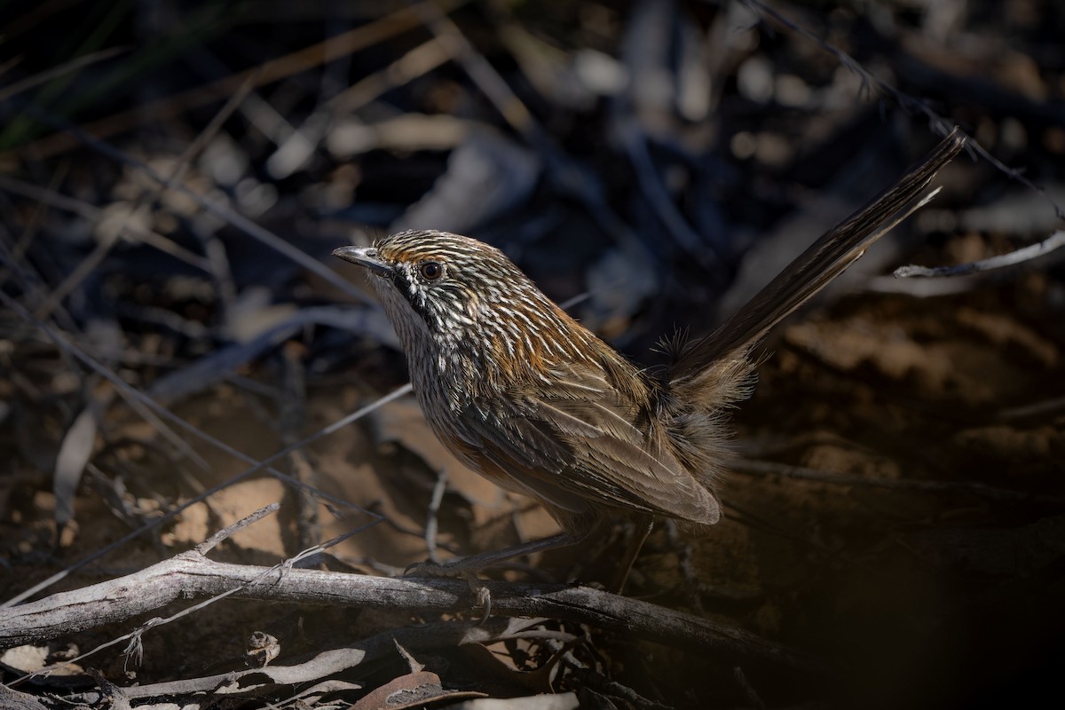 stripegressmett - ML644305096