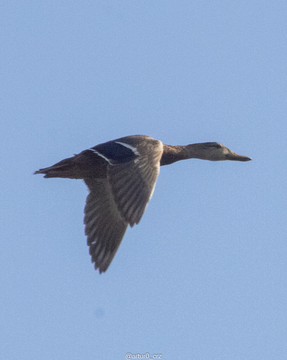 Mexican Duck - ML644305098