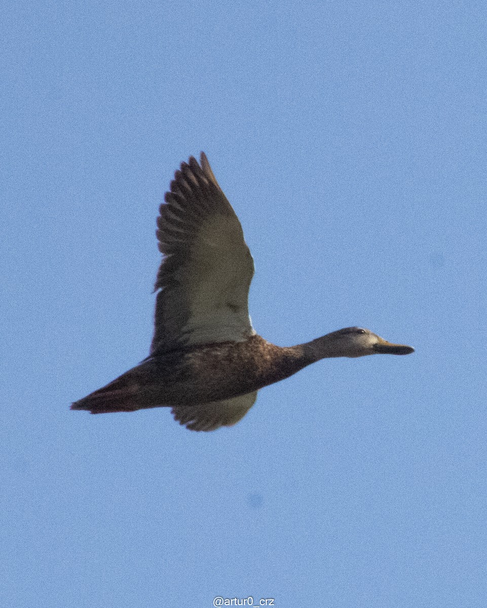 Mexican Duck - ML644305099