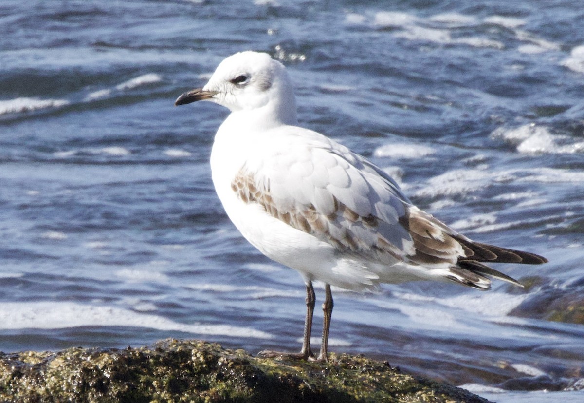 Mediterranean Gull - ML644305108