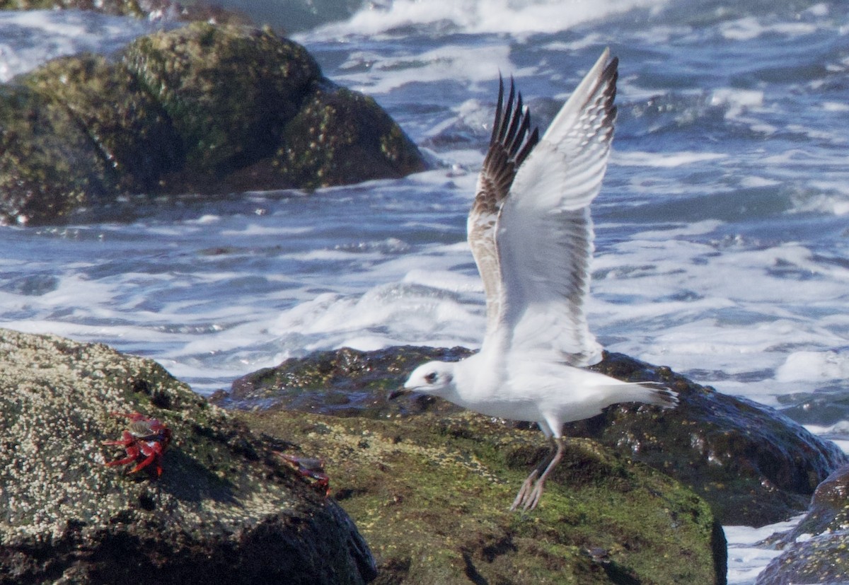 Mediterranean Gull - ML644305109