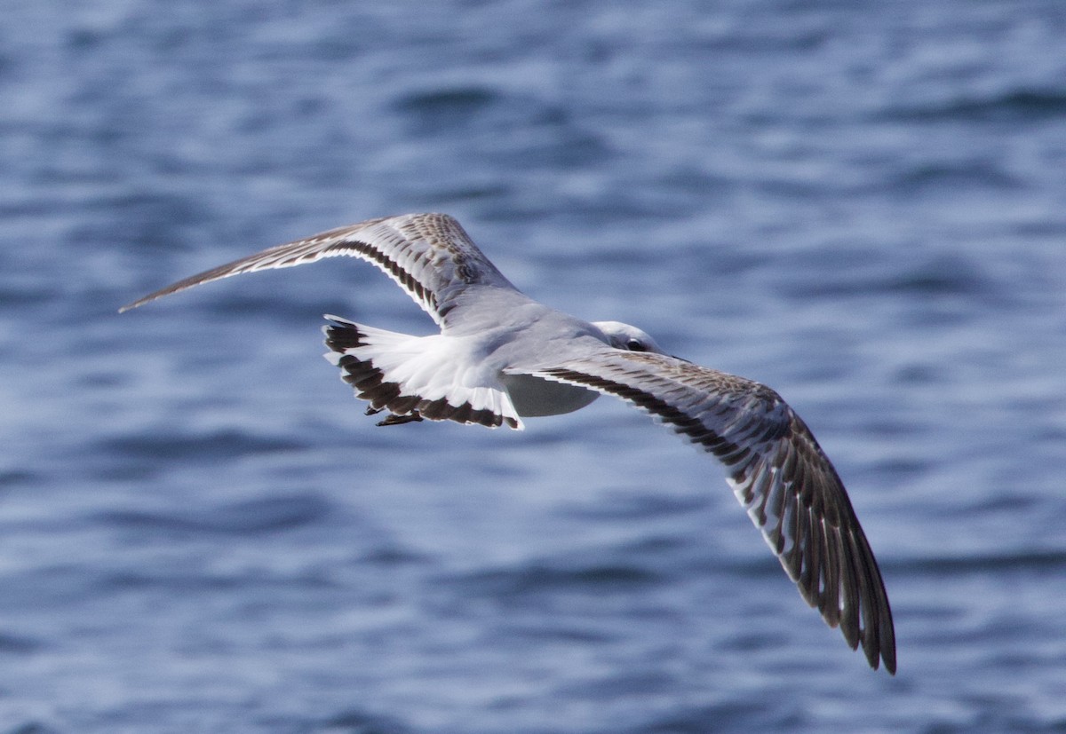 Mediterranean Gull - ML644305110