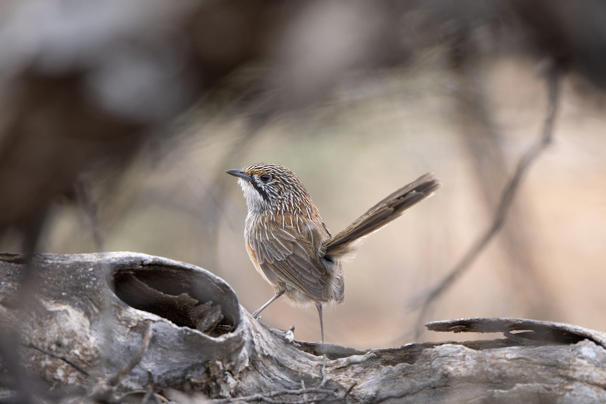 stripegressmett - ML644305113