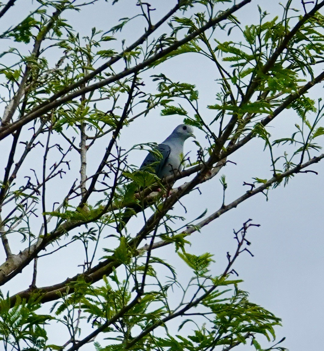 Талпакоті сірий - ML644305115