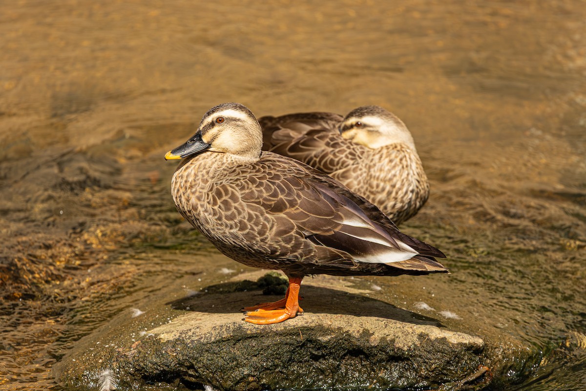 Eastern Spot-billed Duck - ML644305119