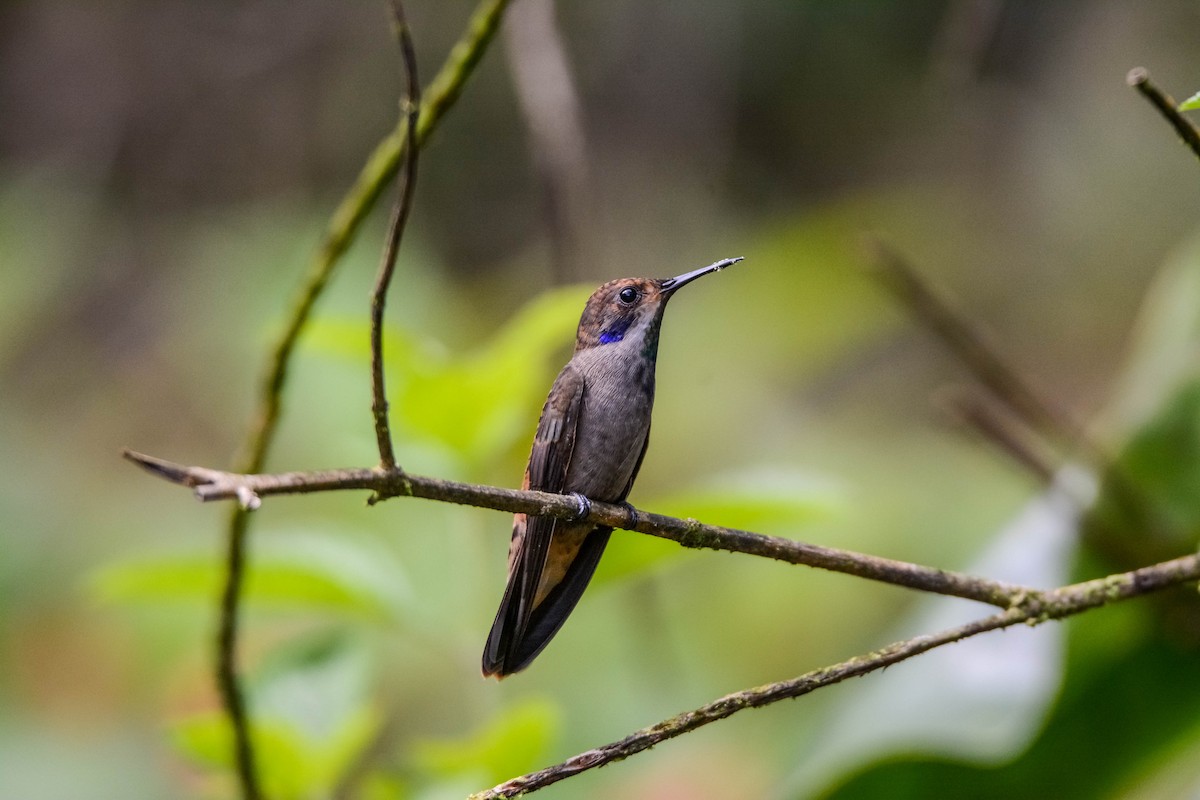 Бурый фиалкоух - ML644305131