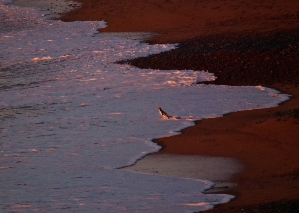 Yellow-eyed Penguin - ML644305143