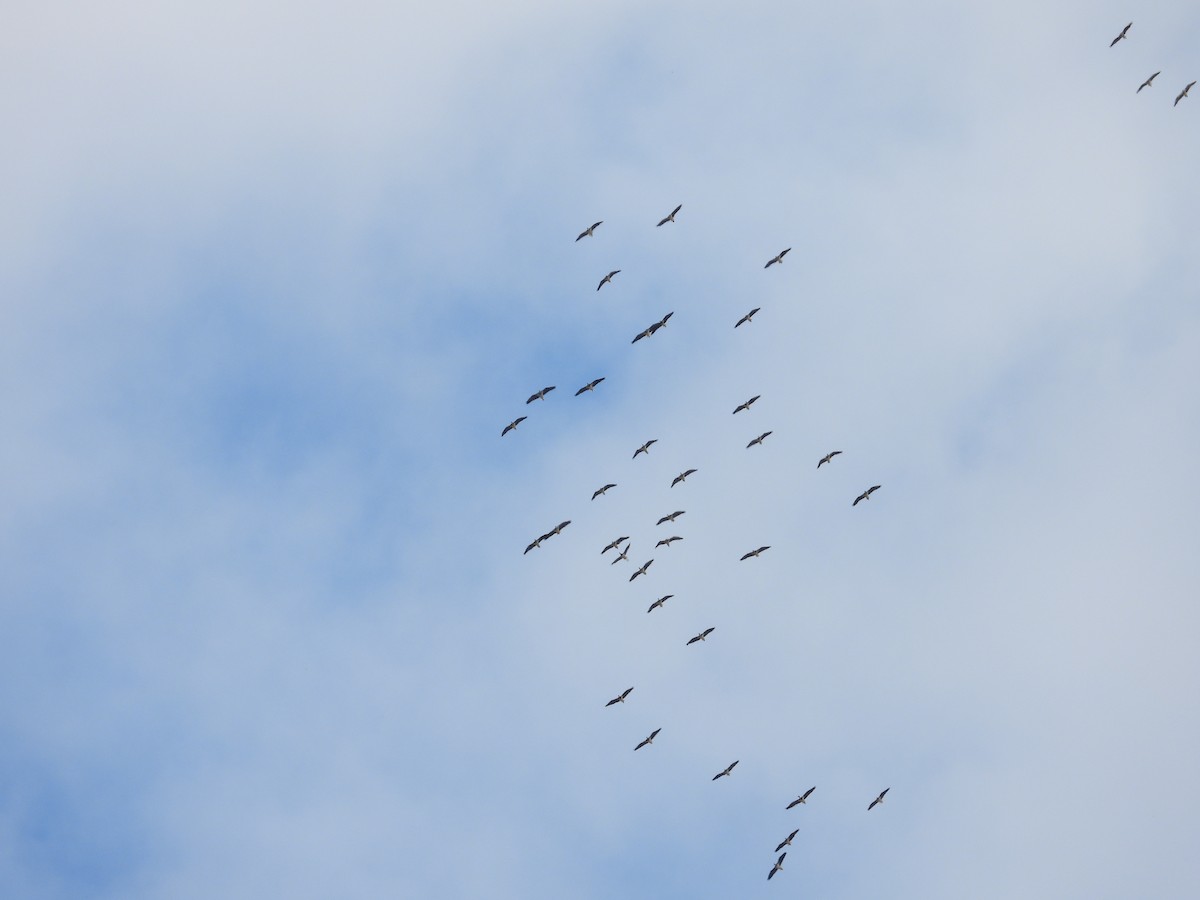 Straw-necked Ibis - ML644305147