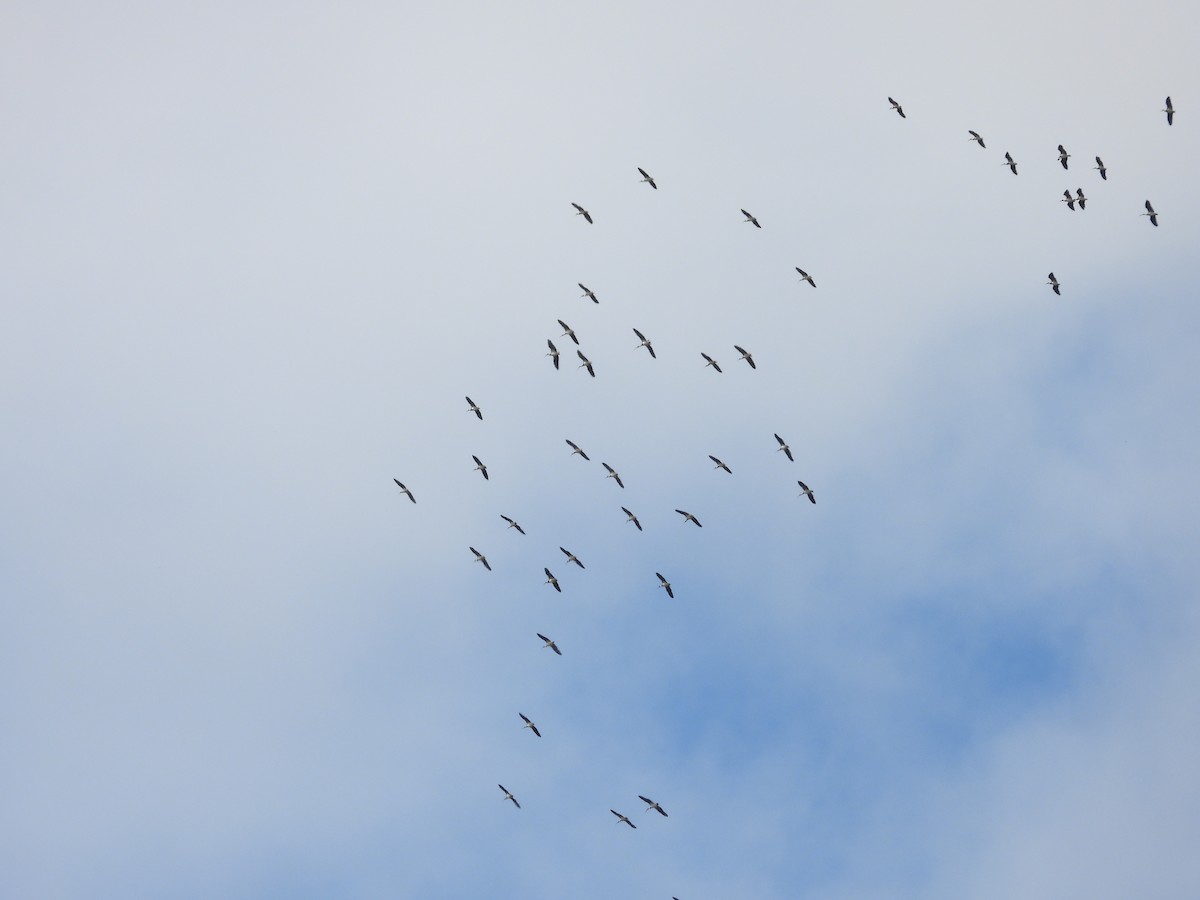 Straw-necked Ibis - ML644305148