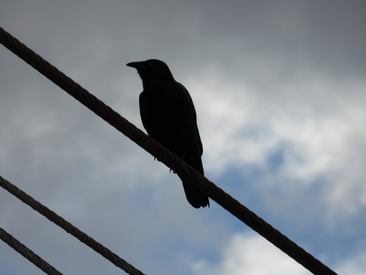 Южноавстралийский ворон - ML644305153