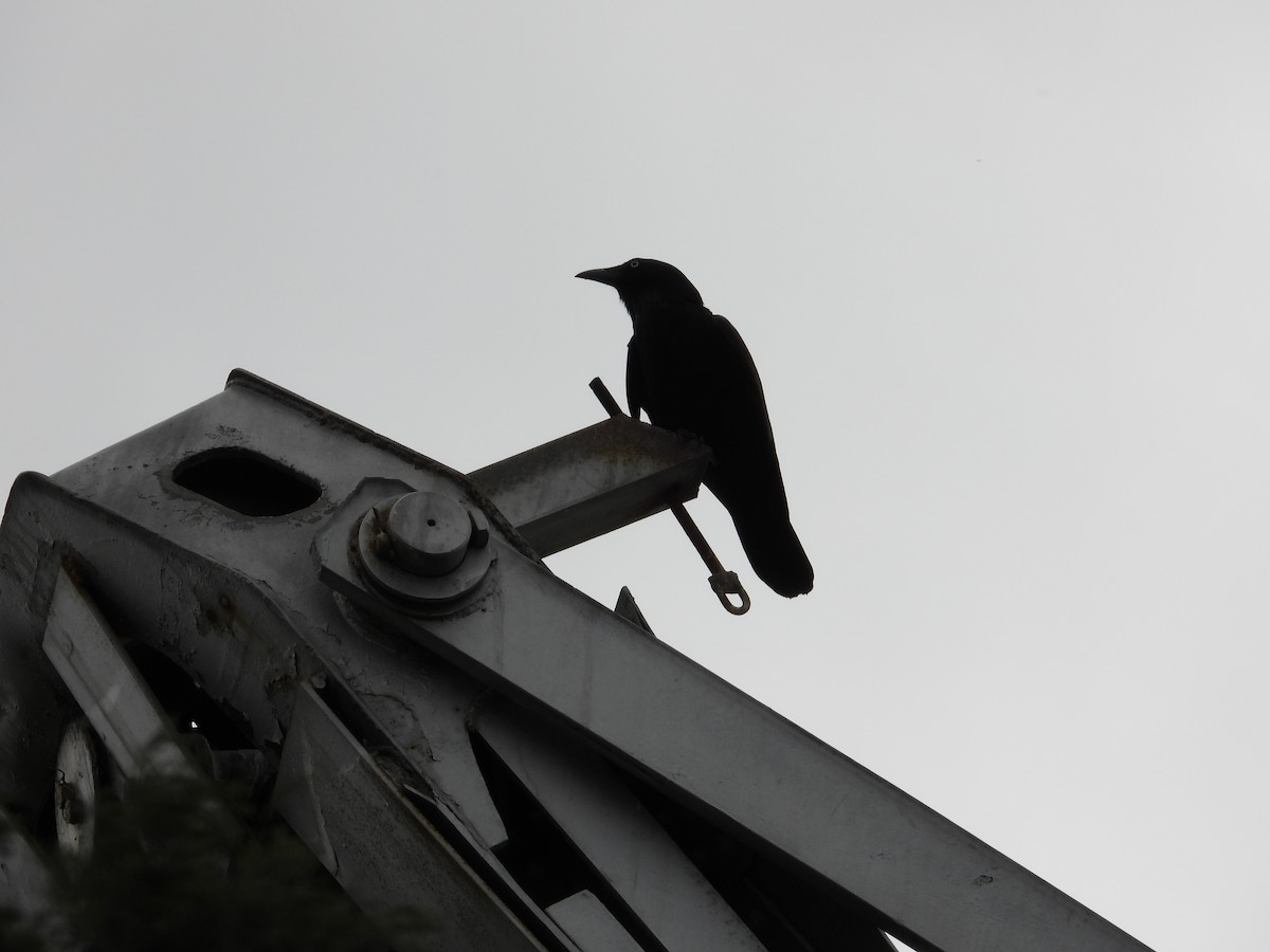 Южноавстралийский ворон - ML644305166