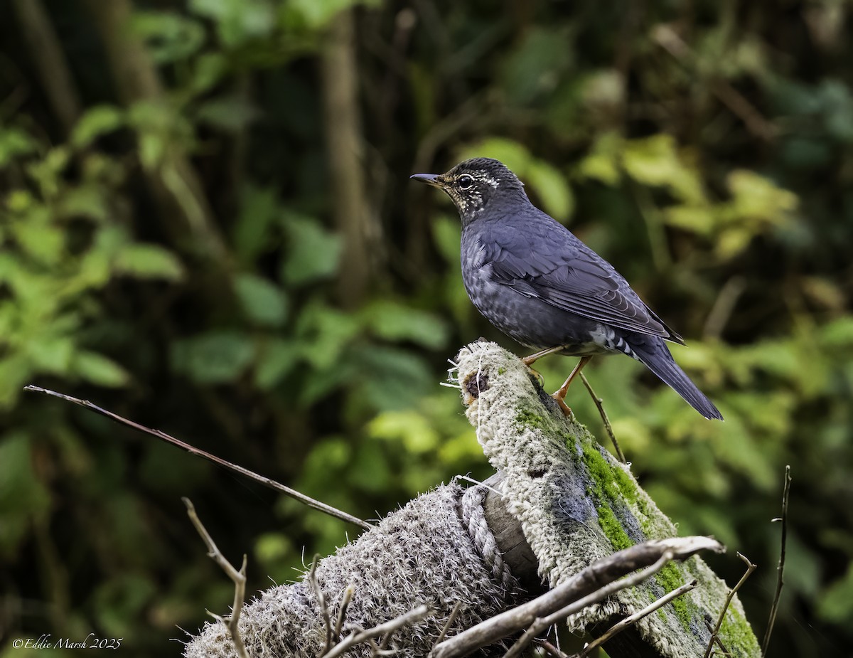 Siberian Thrush - ML644305178