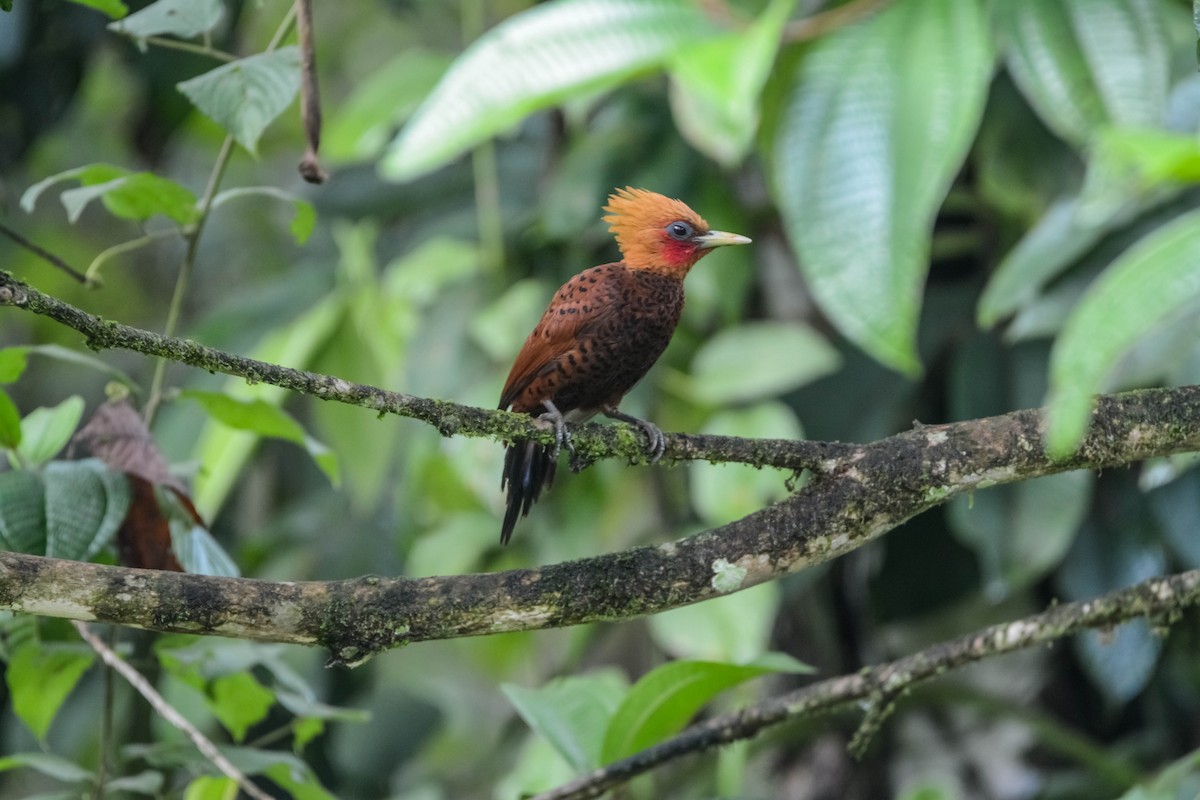 チャバネテンニョゲラ - ML644305179