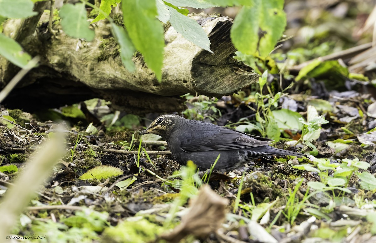 Siberian Thrush - ML644305194