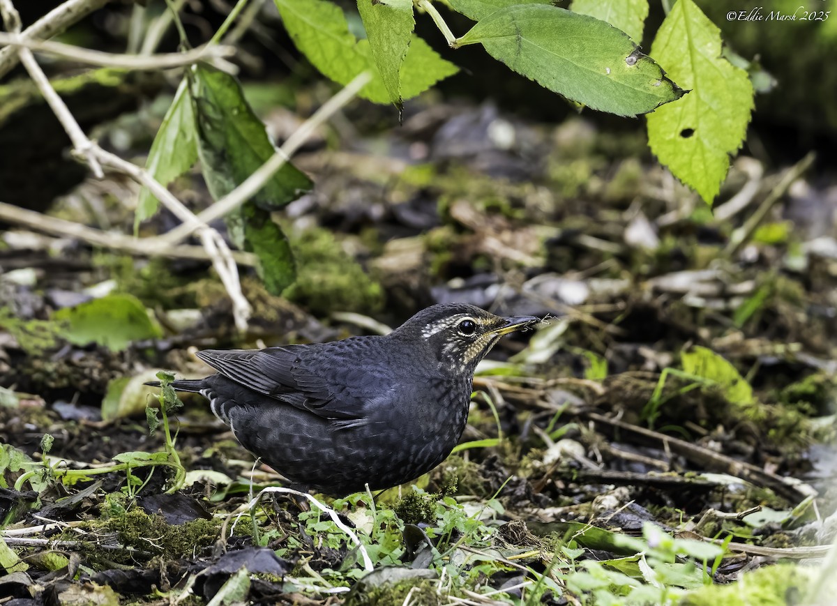 Siberian Thrush - ML644305197