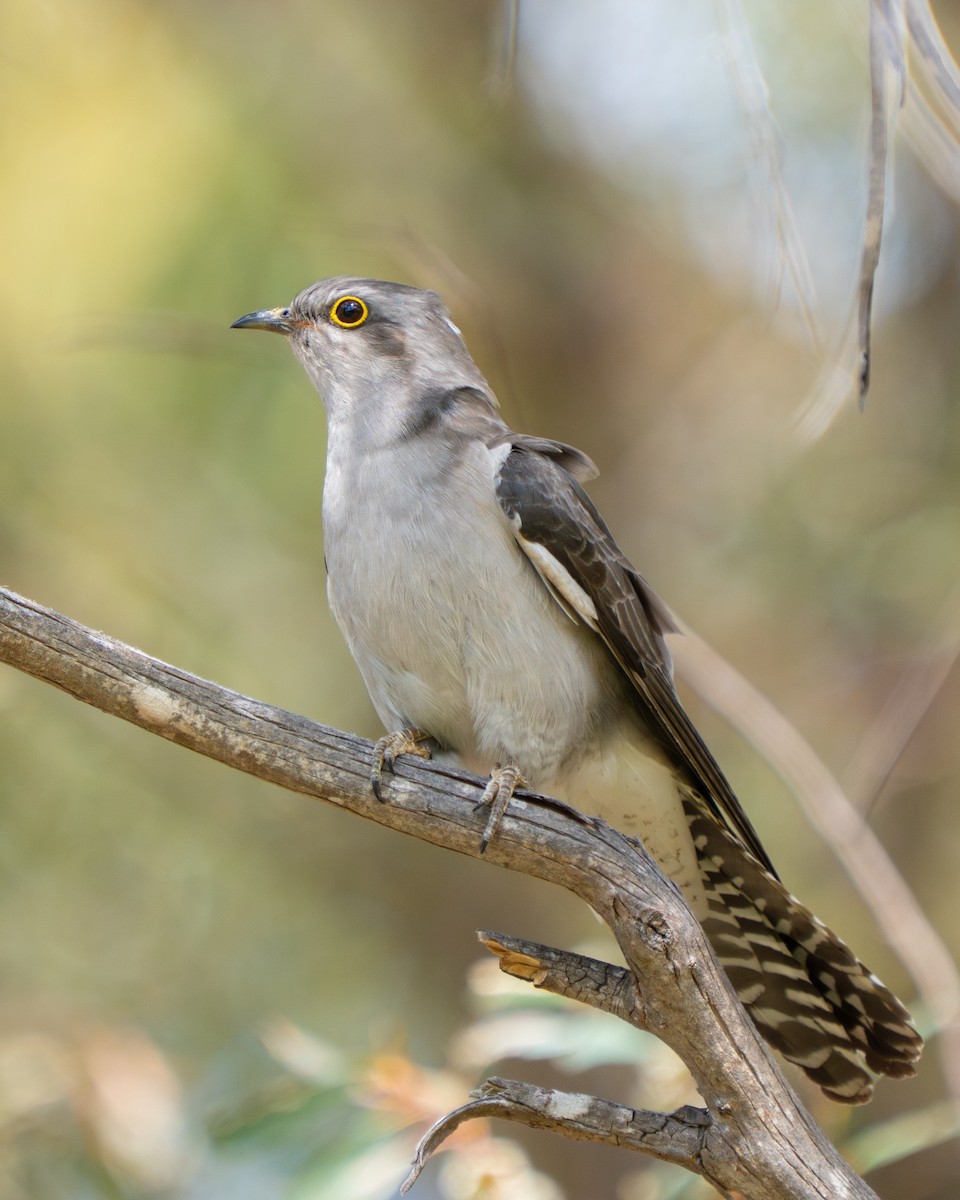 Pallid Cuckoo - ML644305201