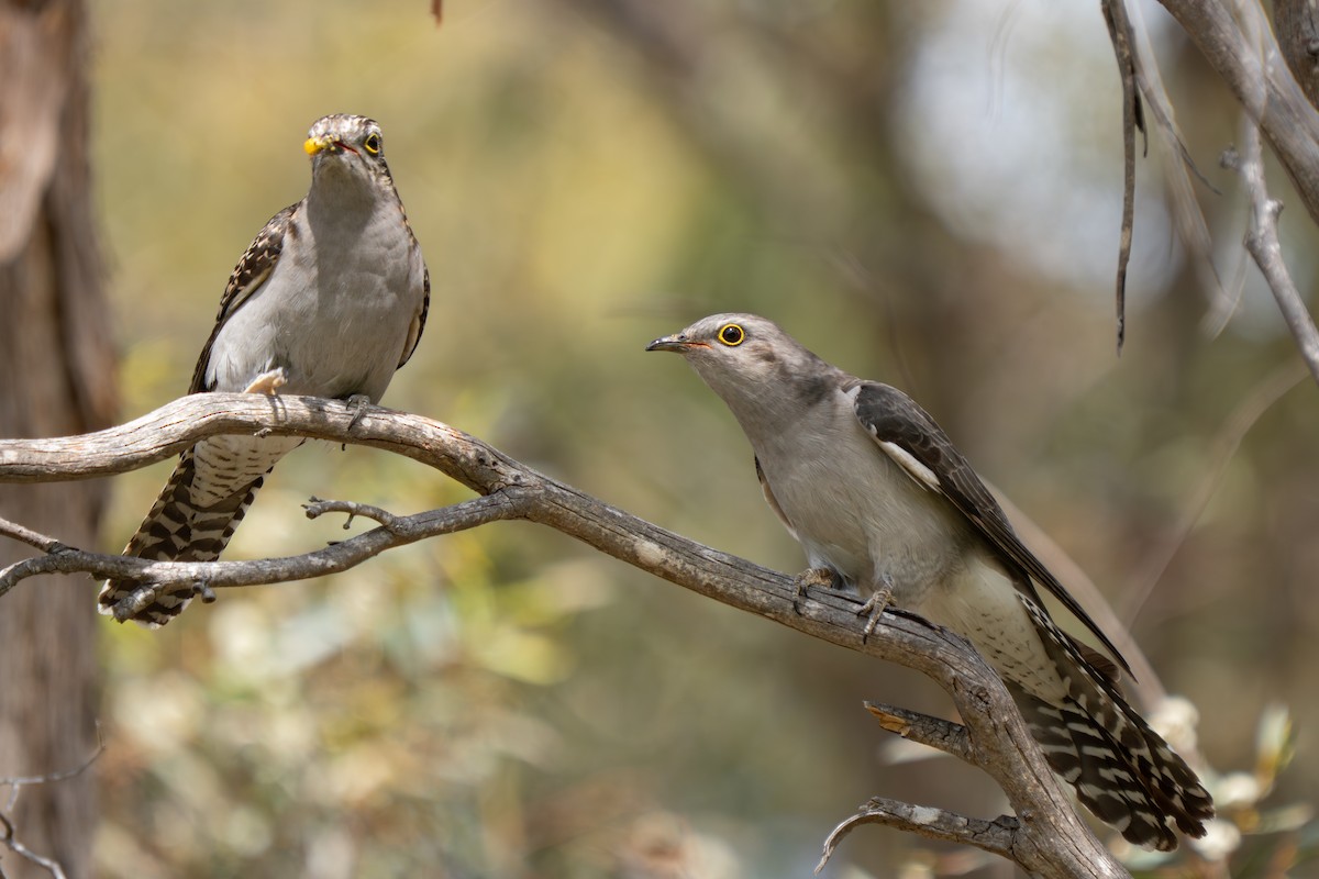 Pallid Cuckoo - ML644305202