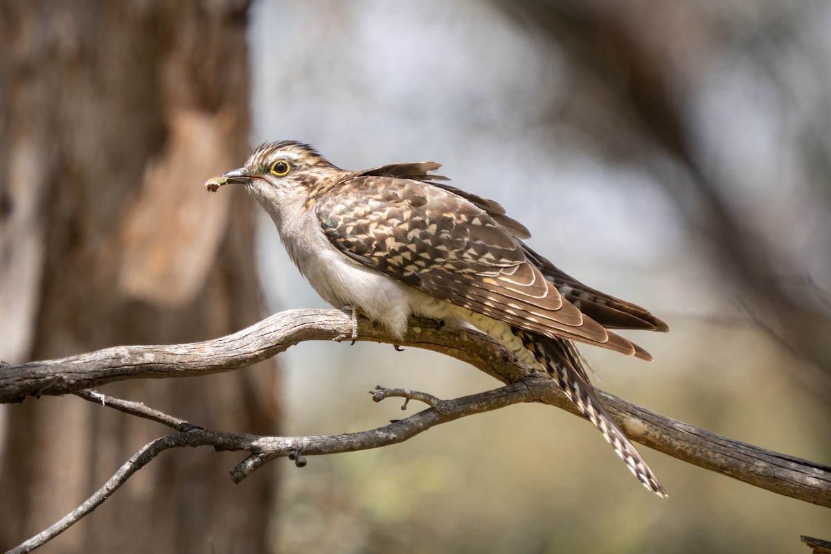 Pallid Cuckoo - ML644305203