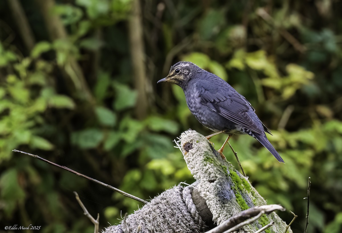 Siberian Thrush - ML644305205