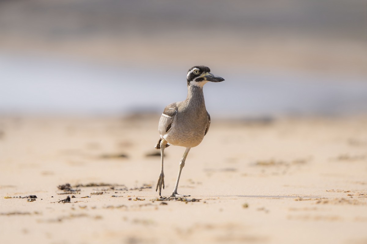 ハシブトオオイシチドリ - ML644305206