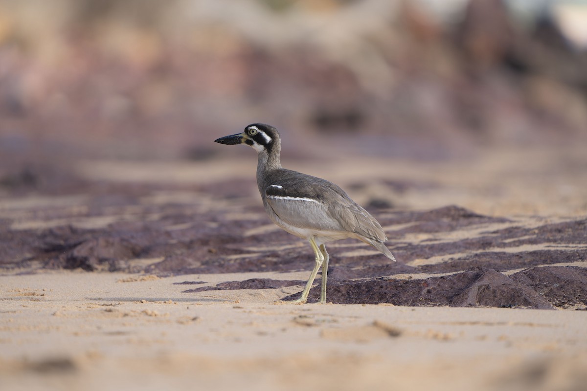 ハシブトオオイシチドリ - ML644305207