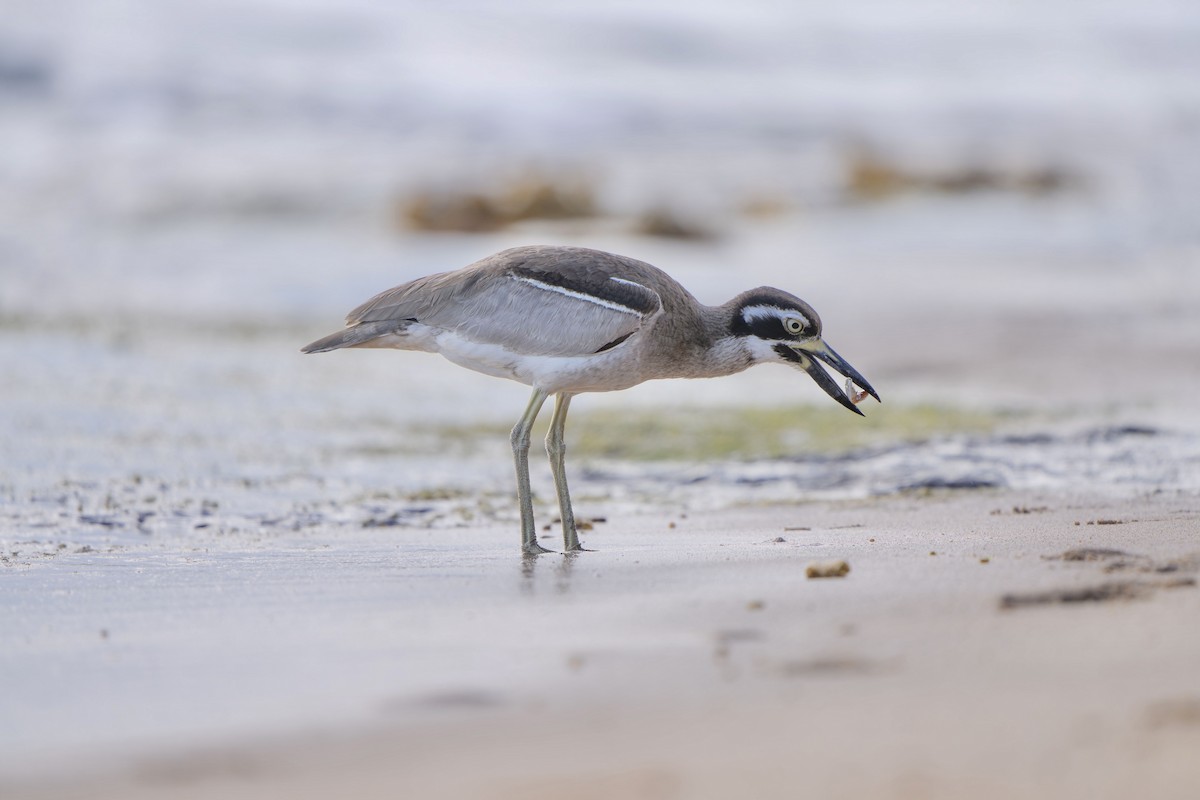 ハシブトオオイシチドリ - ML644305208