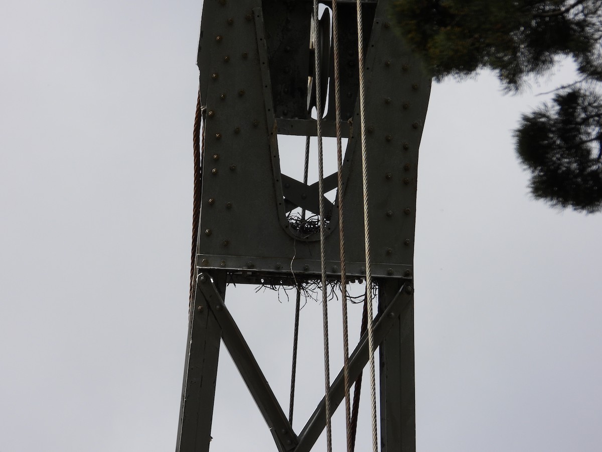 Nankeen Kestrel - ML644305209