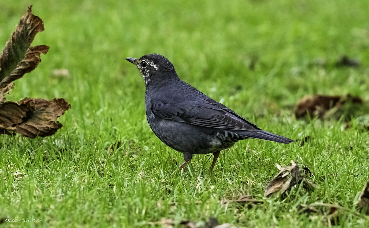Siberian Thrush - ML644305220