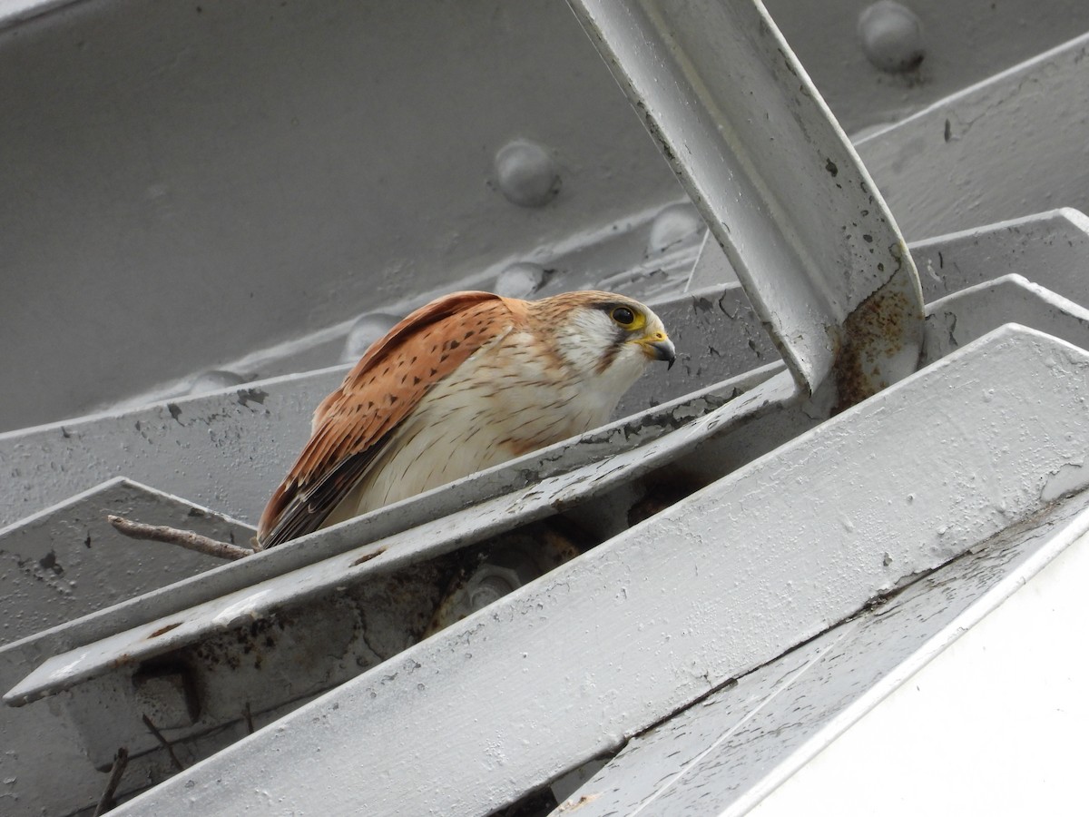 Nankeen Kestrel - ML644305239