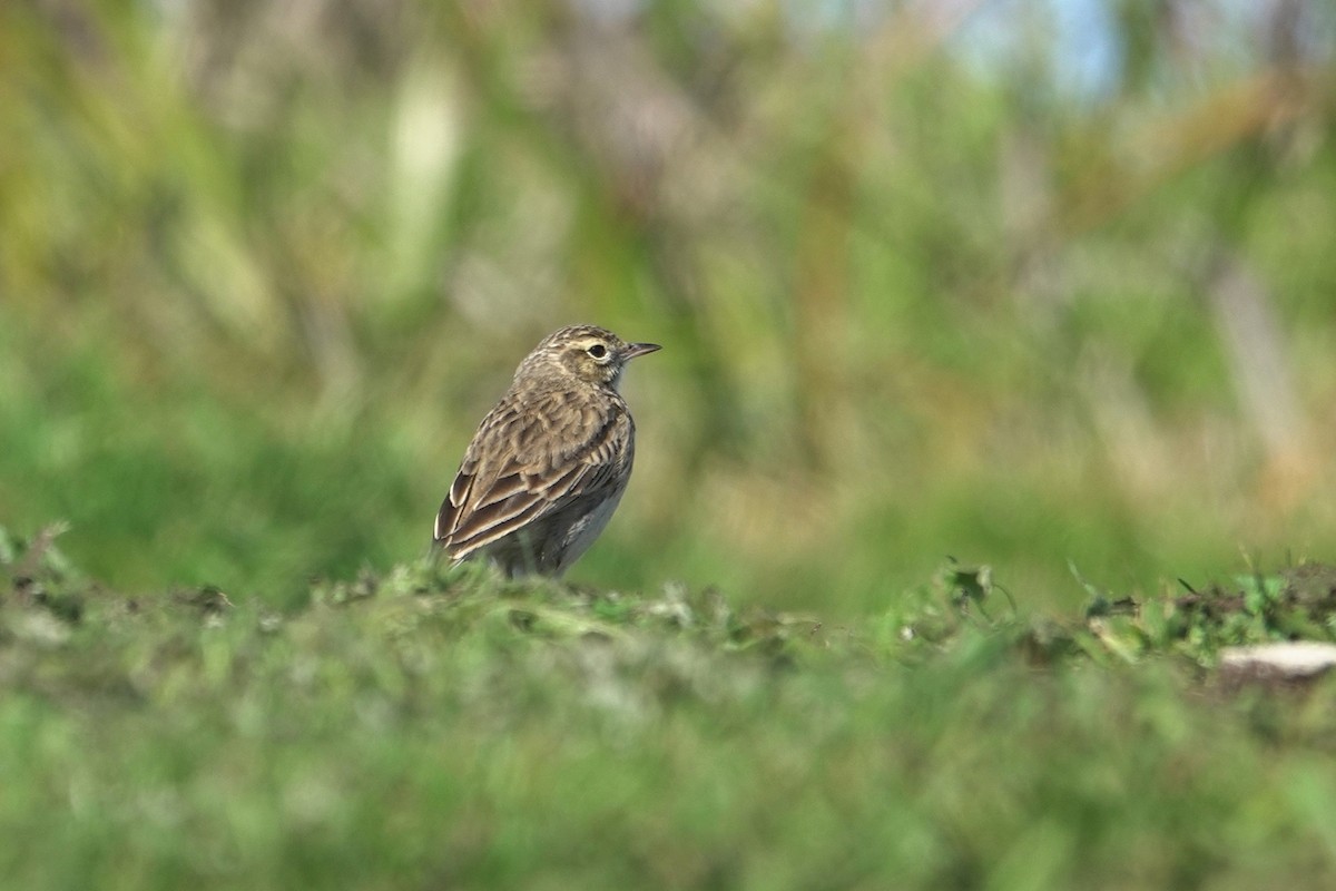 Australian Pipit - ML644305247