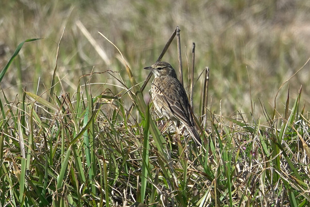 Australian Pipit - ML644305248