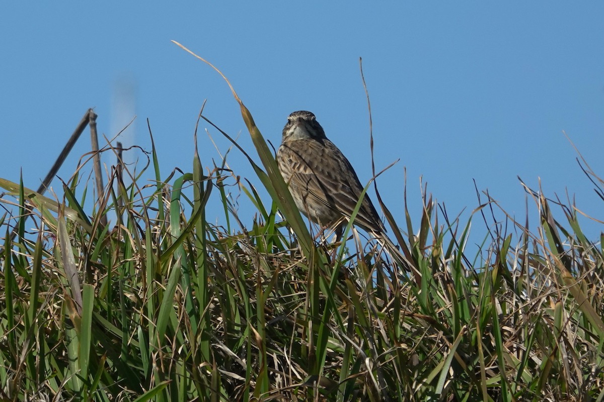 Australian Pipit - ML644305249