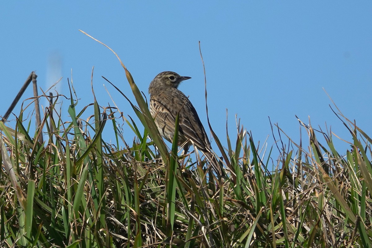 Australian Pipit - ML644305250