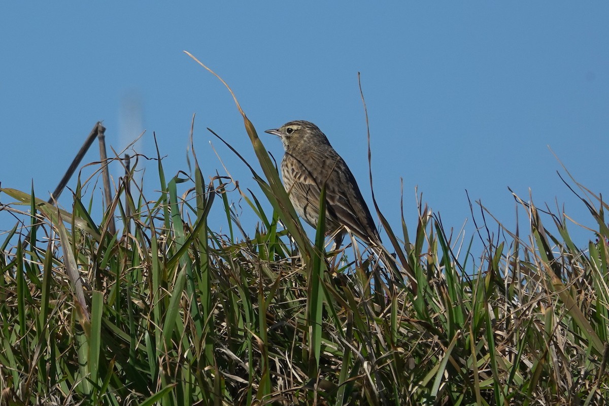 Australian Pipit - ML644305251