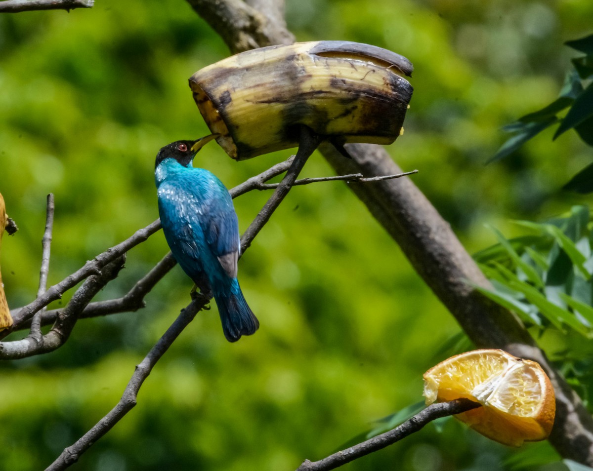 Mielerito Verde - ML644305260