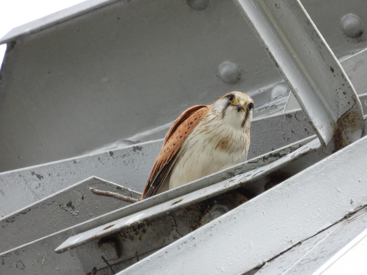Nankeen Kestrel - ML644305266