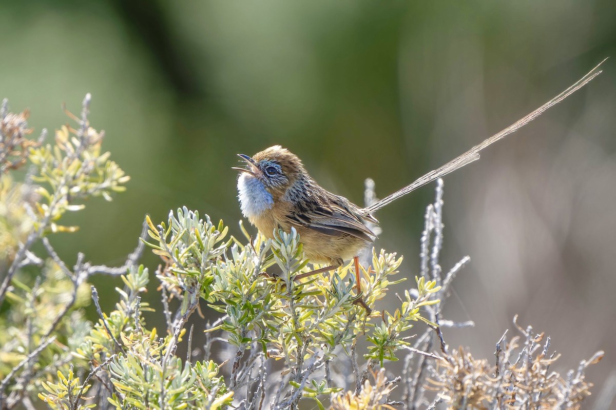 Southern Emuwren - ML644305269