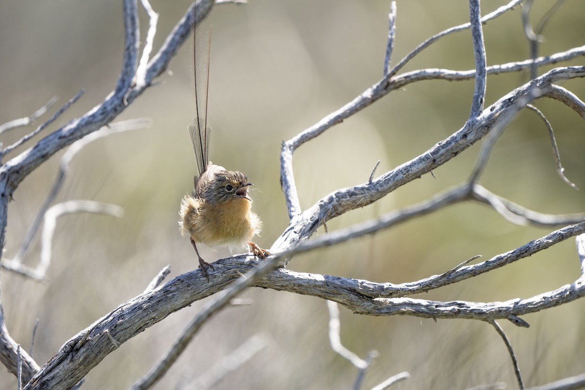 Southern Emuwren - ML644305270