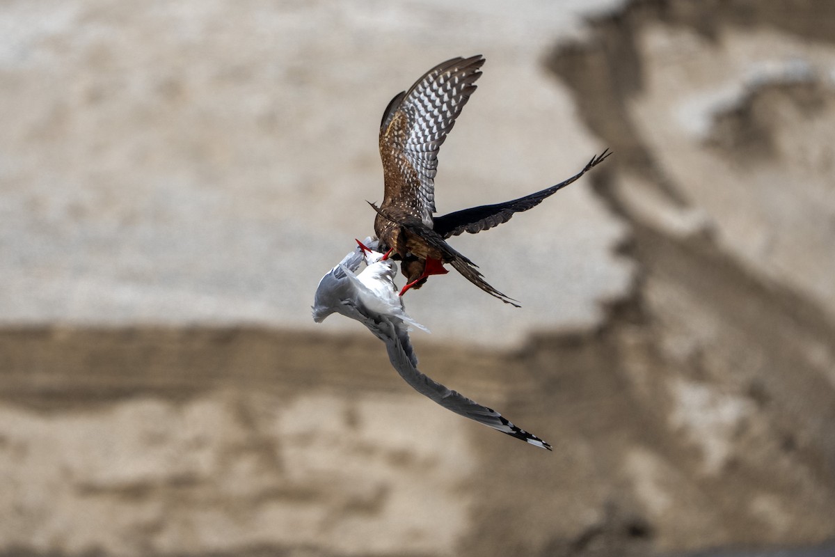 New Zealand Falcon - ML644305278