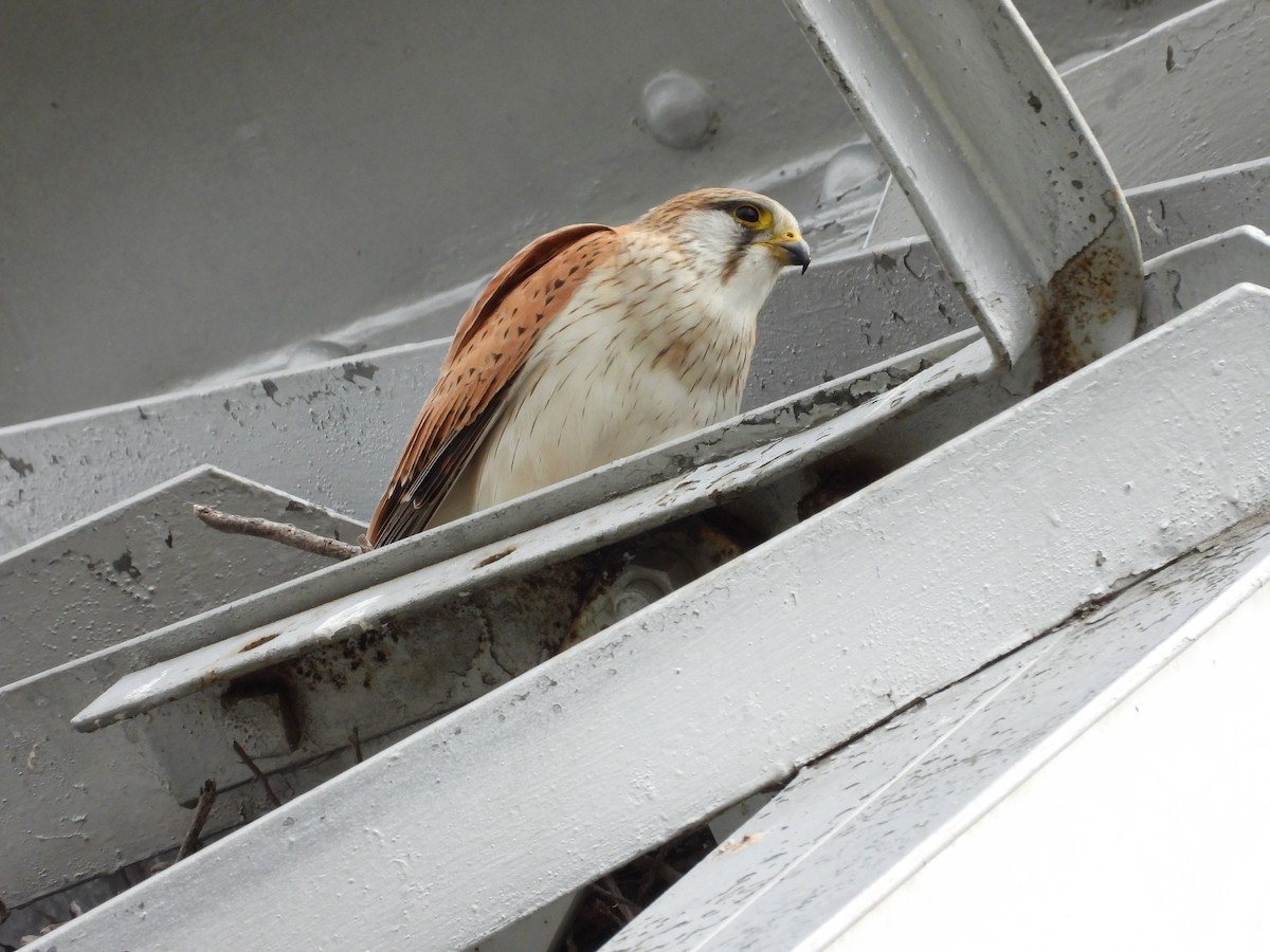 Nankeen Kestrel - ML644305283