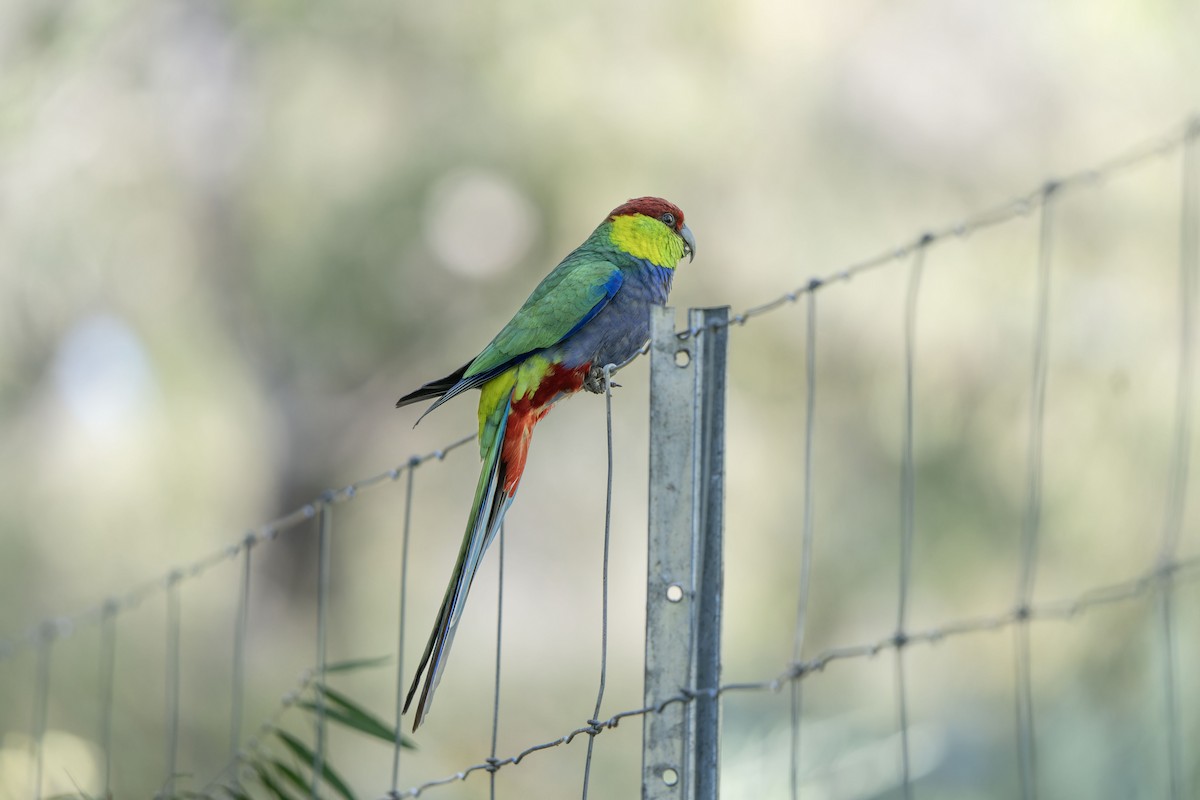 Red-capped Parrot - ML644305289