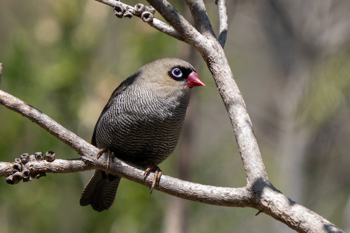 Beautiful Firetail - ML644305297