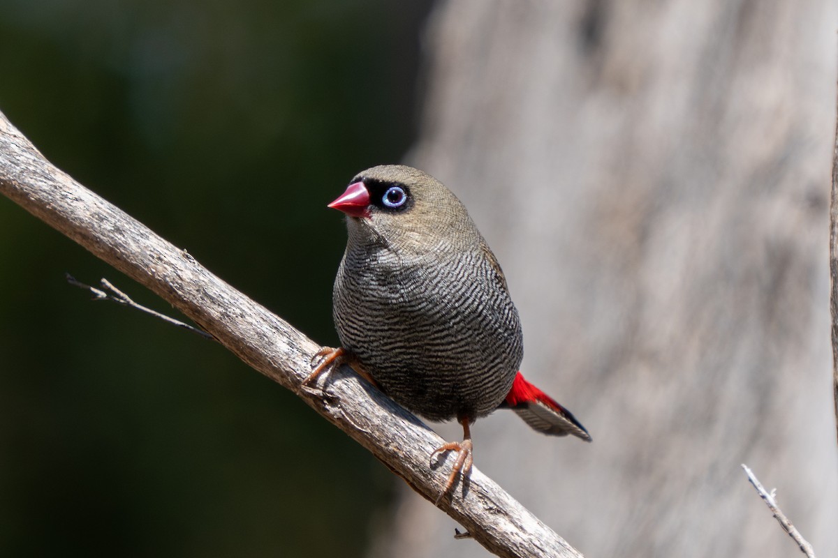 Beautiful Firetail - ML644305298