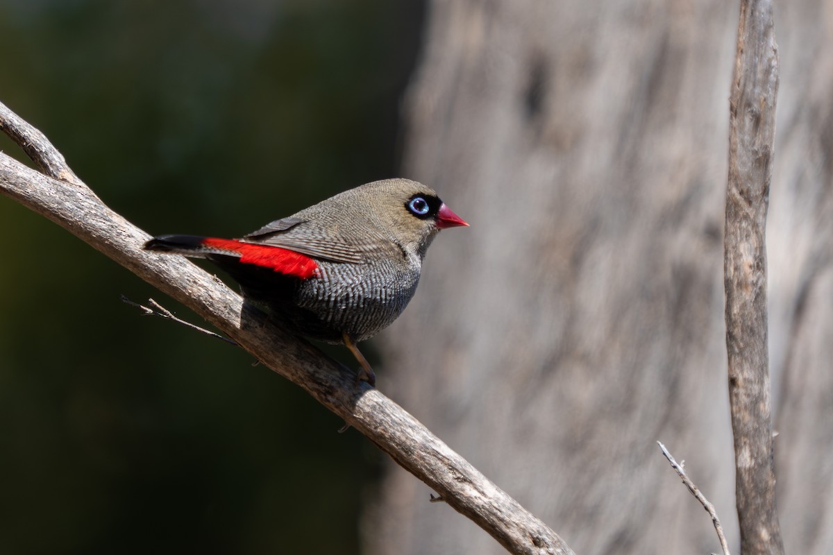 Beautiful Firetail - ML644305299